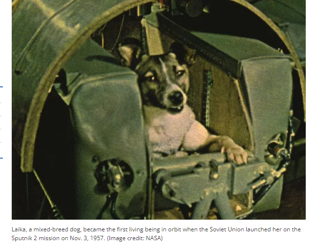 Laika the first animal to orbit the earth